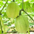 Bí Mì Sợi