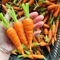 Cà Rốt Baby
