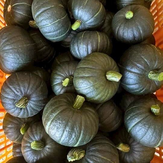 Bí Hạt Dẻ