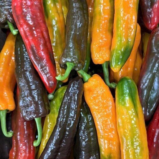 Ớt palermo 1kg (giòn ngọt, không cay)