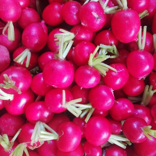 Củ Cải Đỏ
