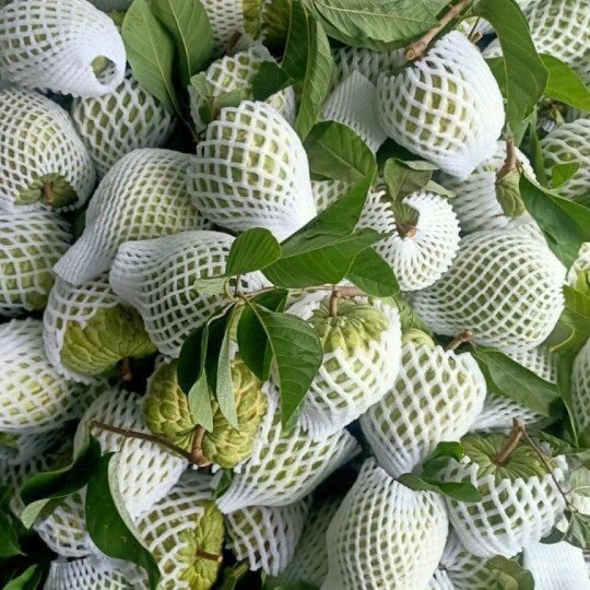 Na Thái