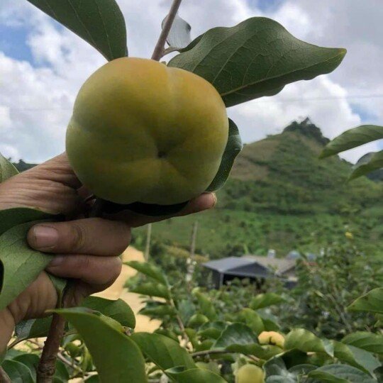 Hồng FuJi Nhật
