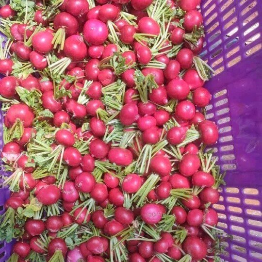 Củ Cải Đỏ