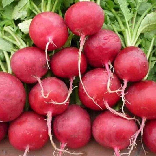 Củ Cải Đỏ