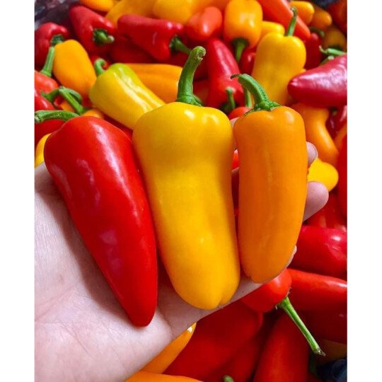 Ớt Snack Đà Lạt