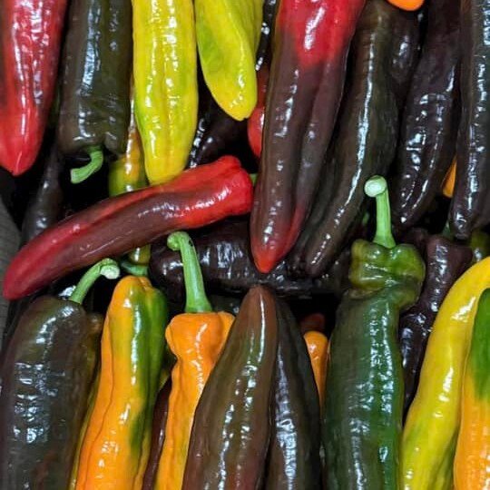 Ớt palermo 1kg (giòn ngọt, không cay)