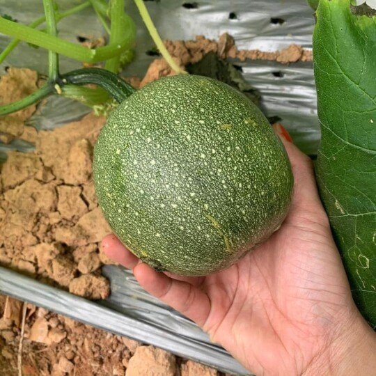 Bí Mì Sợi